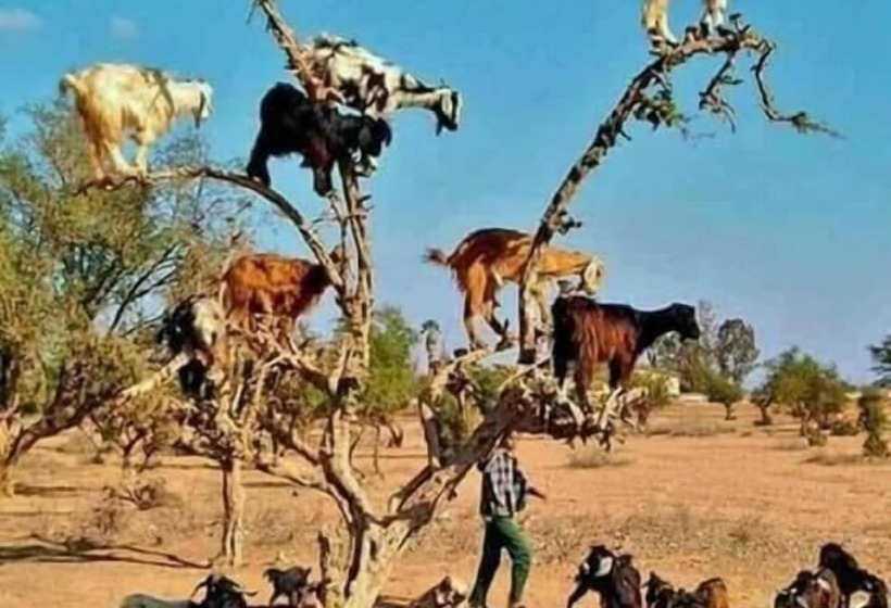 بنسيون Camping Hotel Le Calme