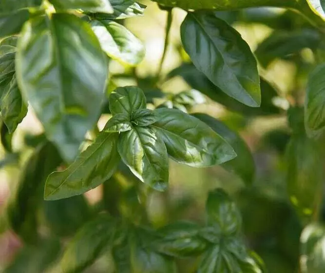 ペンション Villa De Castelletta