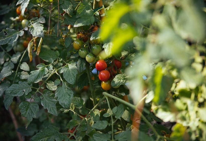 بنسيون Villa De Castelletta