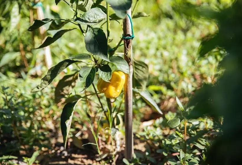 ペンション Villa De Castelletta