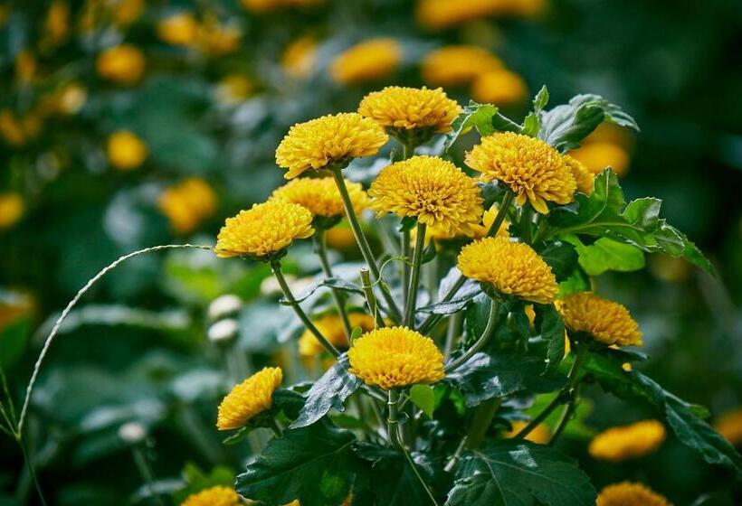 Holiday Valley Hotels And Resorts