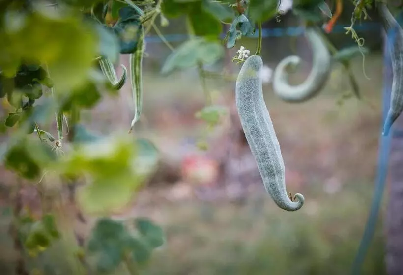 Holiday Valley Hotels And Resorts