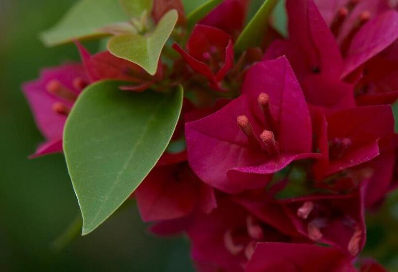 Holiday Valley Hotels And Resorts