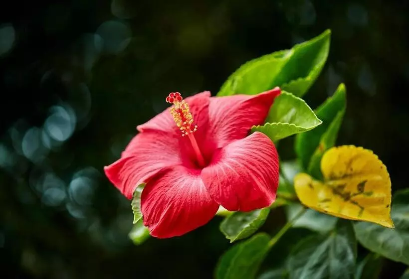 Holiday Valley Hotels And Resorts