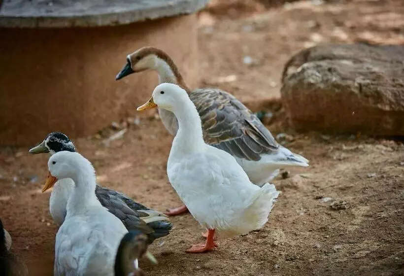 Holiday Valley Hotels And Resorts