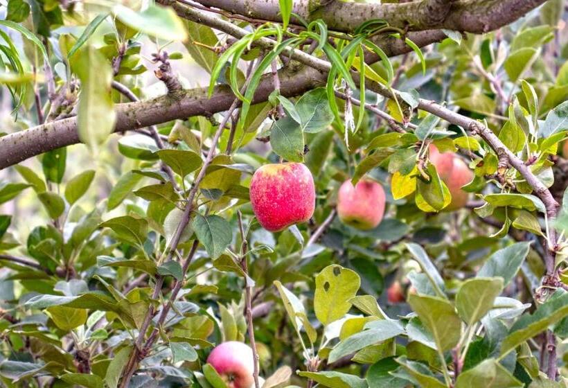 Отель Vinícola Davo