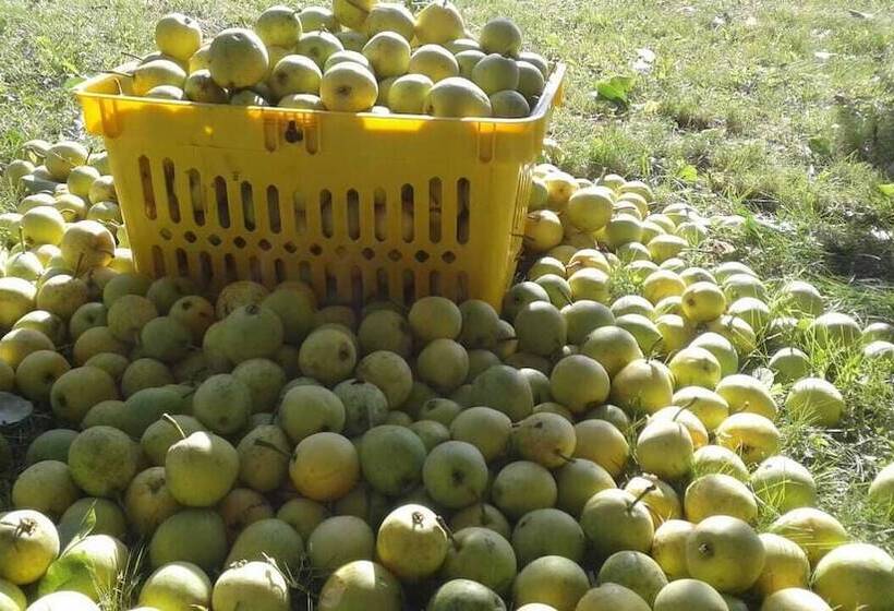 בית מלון כפרי Areda