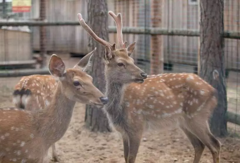Shishki Na Lampushke   Vostochnaya Medina