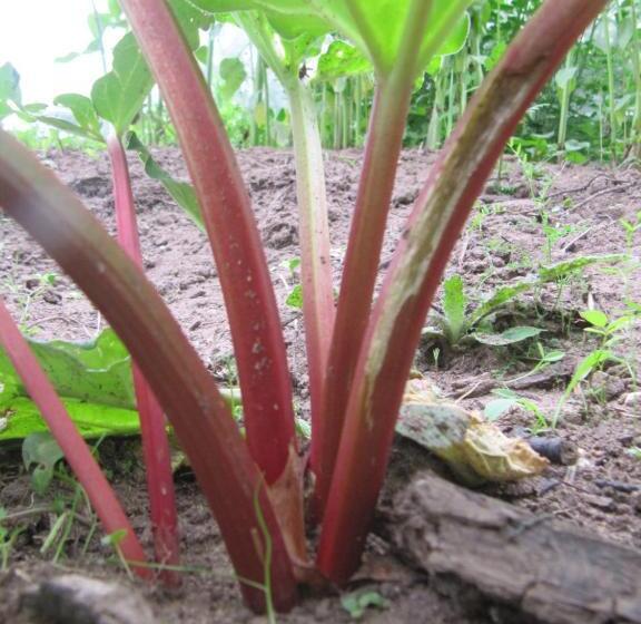 ベッドアンドブレックファースト Les Gourmandises Bio