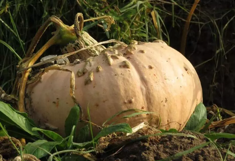 Aamiaismajoitus (B&B) Les Gourmandises Bio