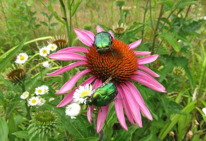 ベッドアンドブレックファースト Les Gourmandises Bio