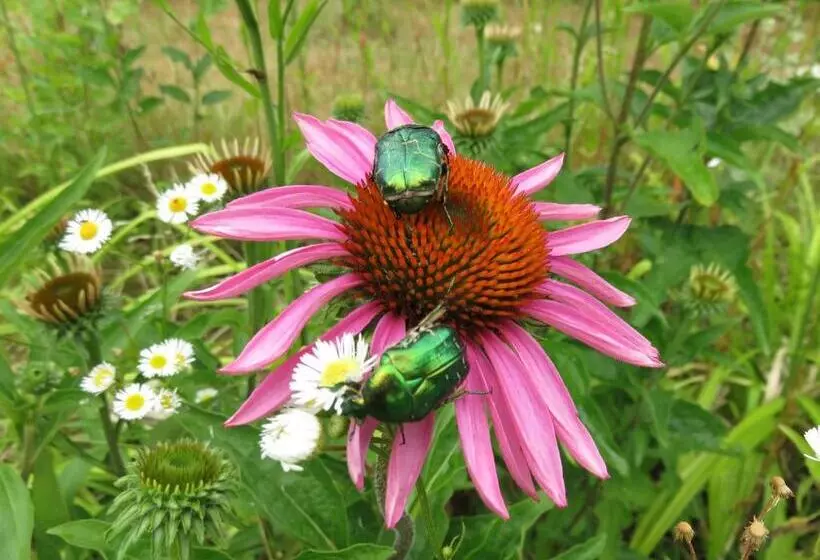 Aamiaismajoitus (B&B) Les Gourmandises Bio