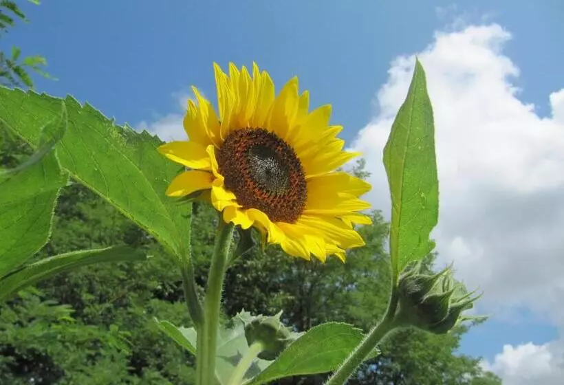 Aamiaismajoitus (B&B) Les Gourmandises Bio