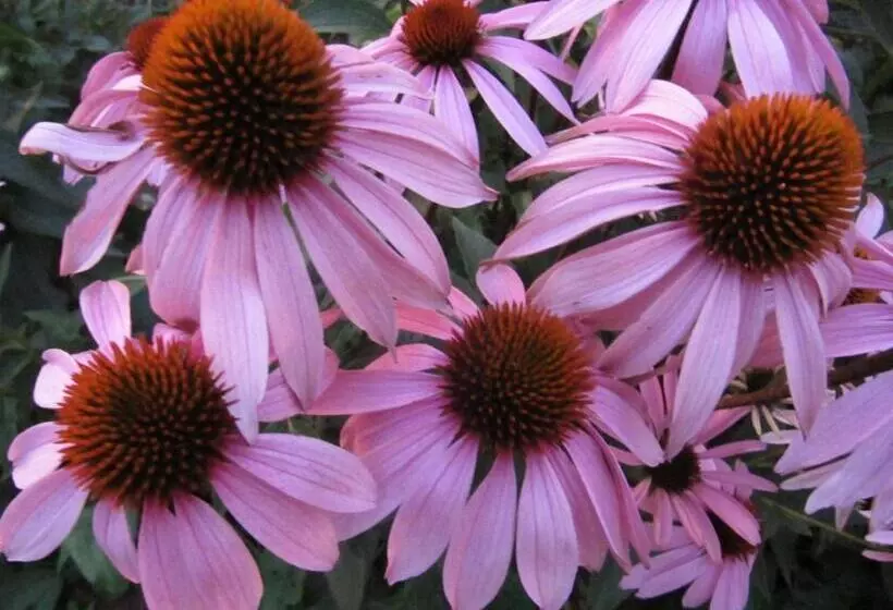 Aamiaismajoitus (B&B) Les Gourmandises Bio