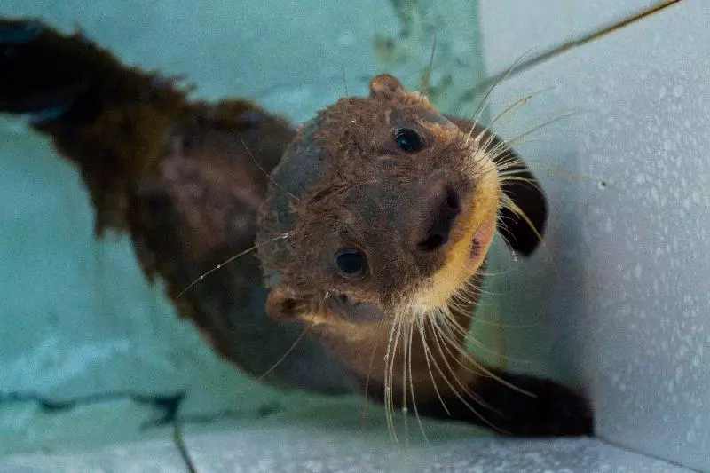 ホテル Amak Iquitos Ecolodge   All Inclusive