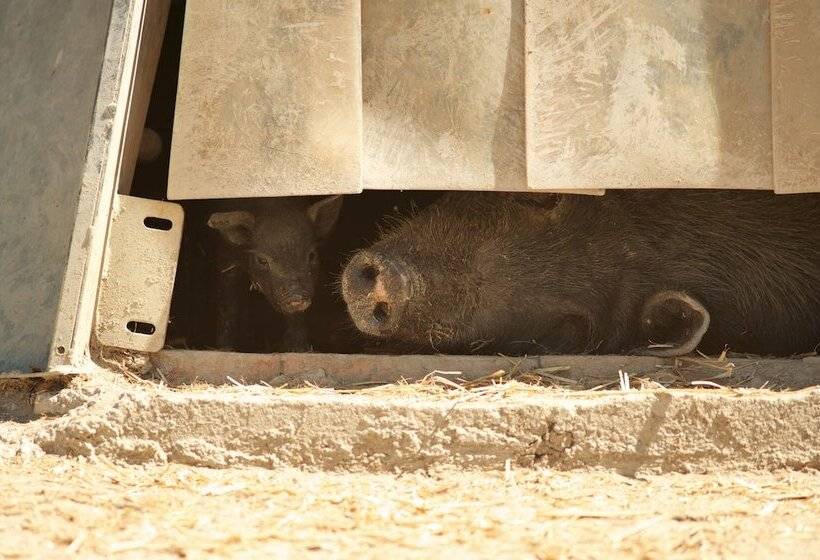 בית מלון כפרי La Gioiosa Agriturismo