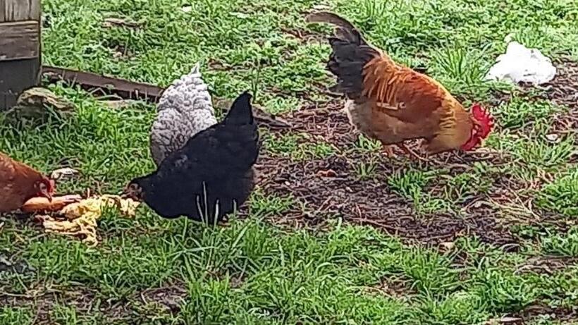 Les Demeures De La Laigne