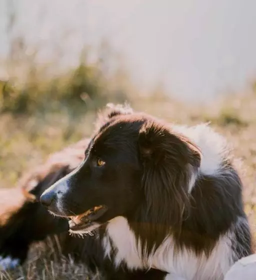 ベッドアンドブレックファースト Domaine Bellevie Bnb