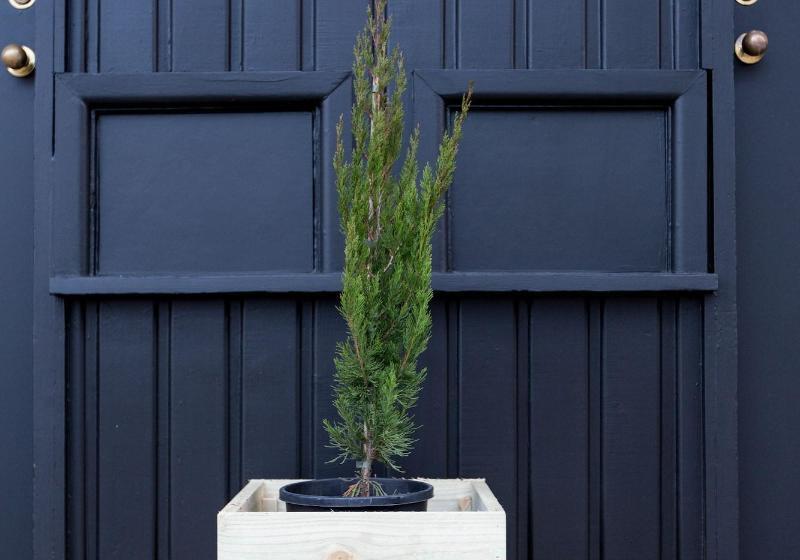 Fox On The Run Motel Kilmore