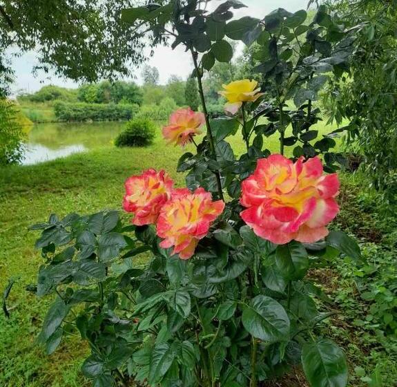 ペンション Domaine De Lardoisière