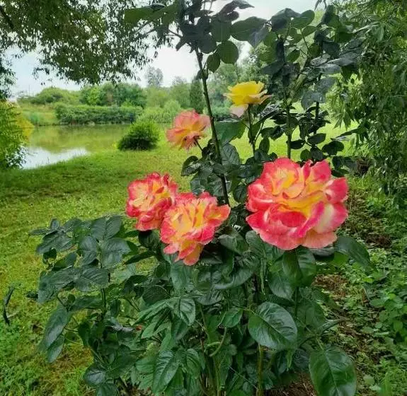 Majatalo Domaine De Lardoisière