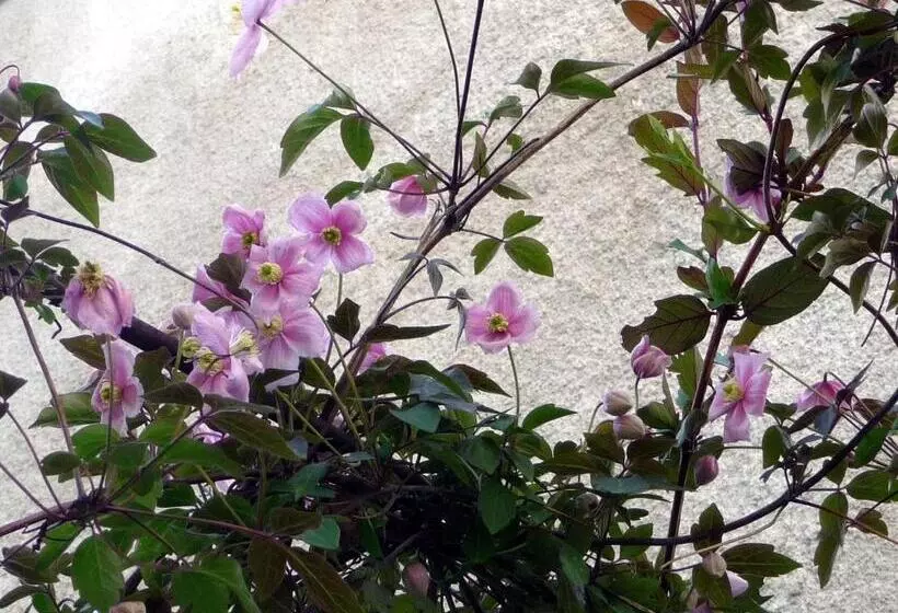 Aamiaismajoitus (B&B) Le Patio Des Senteurs