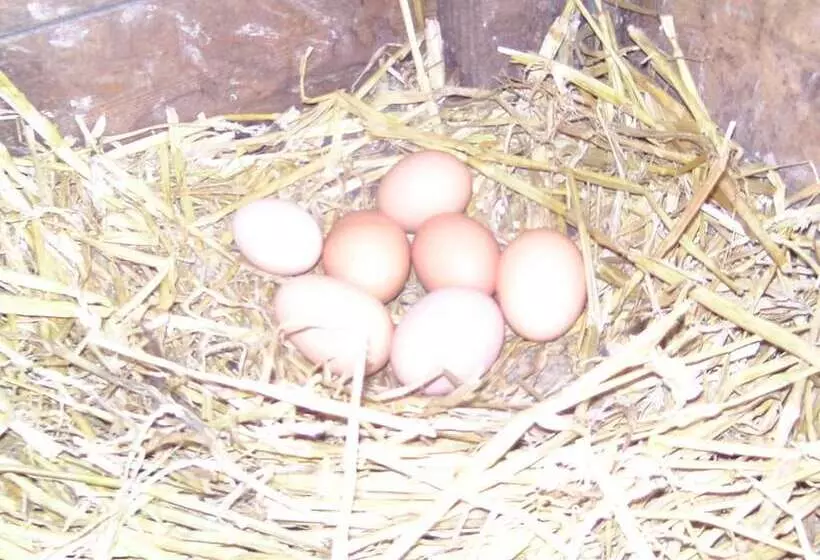 ペンション Chambre D Hotes De La Mousse