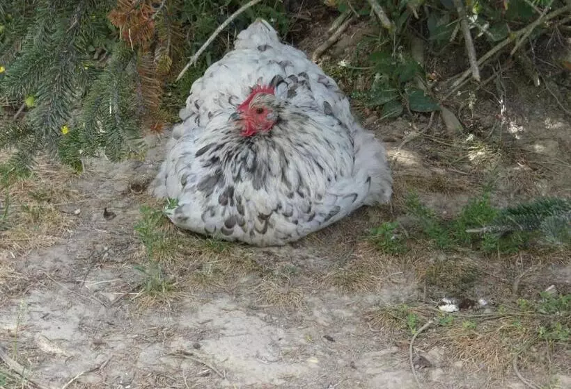 Majatalo Viella Vacances