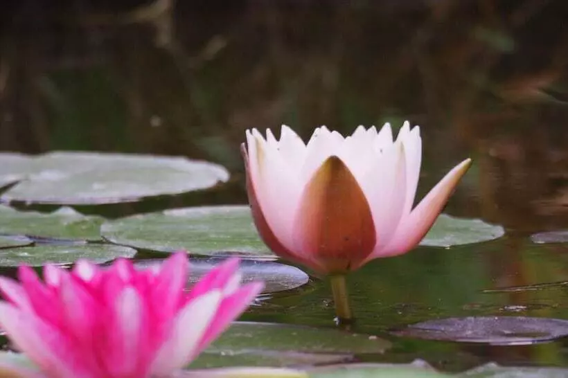 Aamiaismajoitus (B&B) Chambres D Hotes La Bruyere