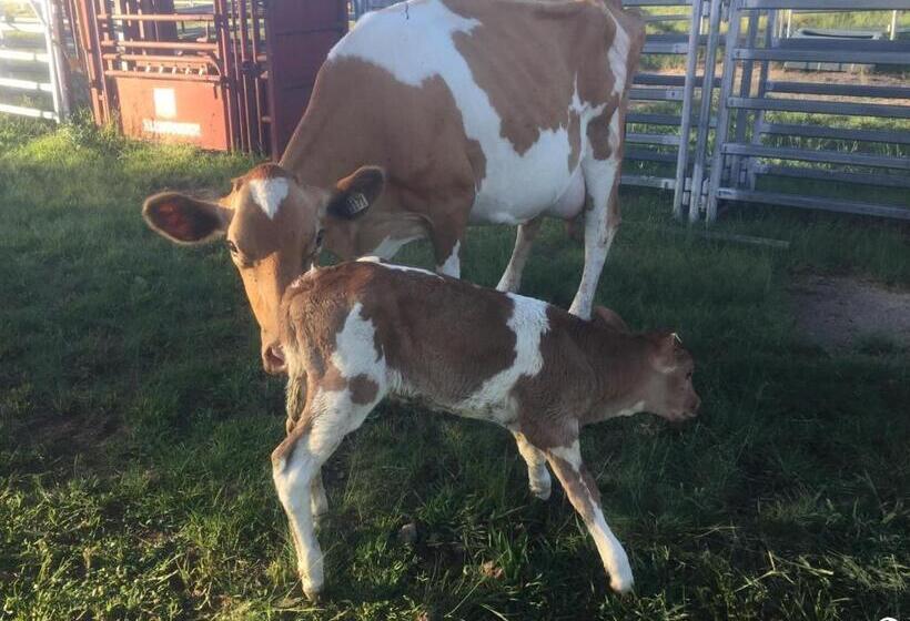 Bed and Breakfast Donegal Farmstay