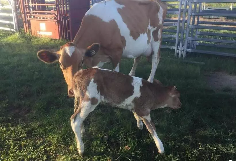 ベッドアンドブレックファースト Donegal Farmstay