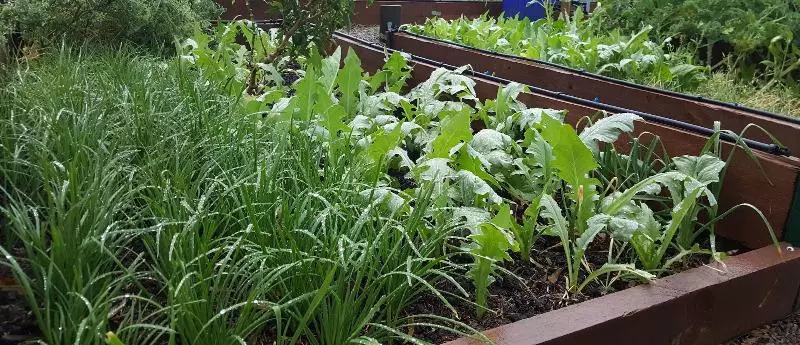 ユースホステル Gowrie Agapanthus