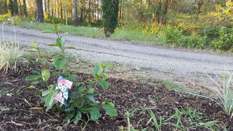 ユースホステル Gowrie Agapanthus