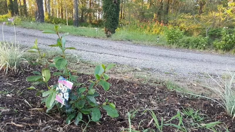 ユースホステル Gowrie Agapanthus