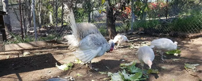 ユースホステル Gowrie Agapanthus