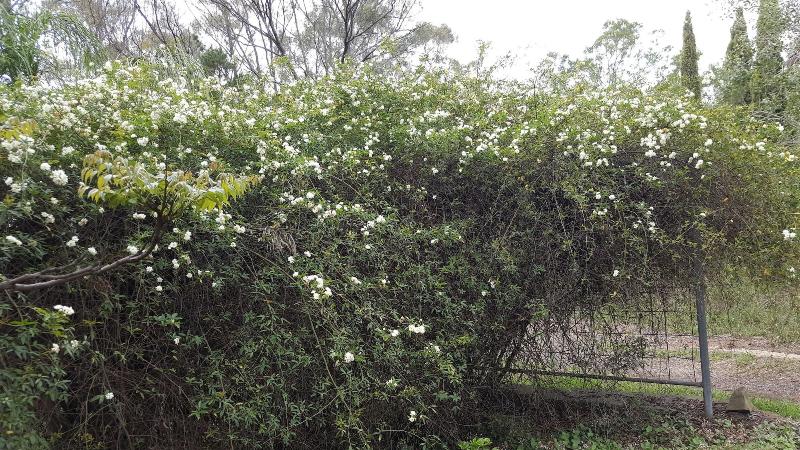 Общежитие Gowrie Agapanthus