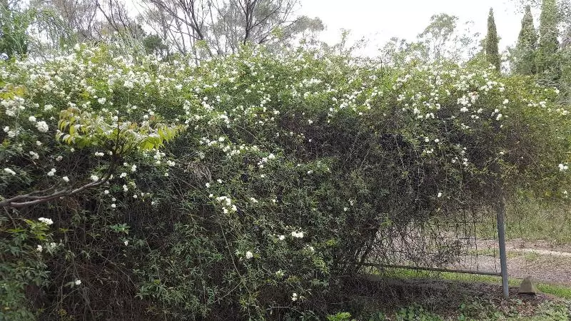 ユースホステル Gowrie Agapanthus