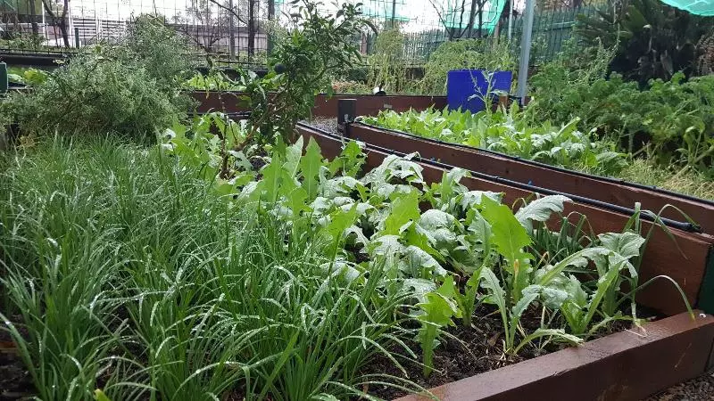 ユースホステル Gowrie Agapanthus