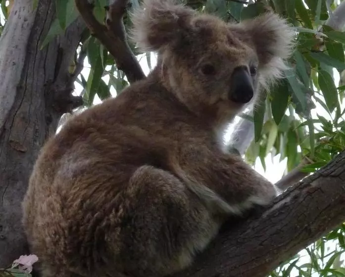 Motelli The Abbey Raymond Island