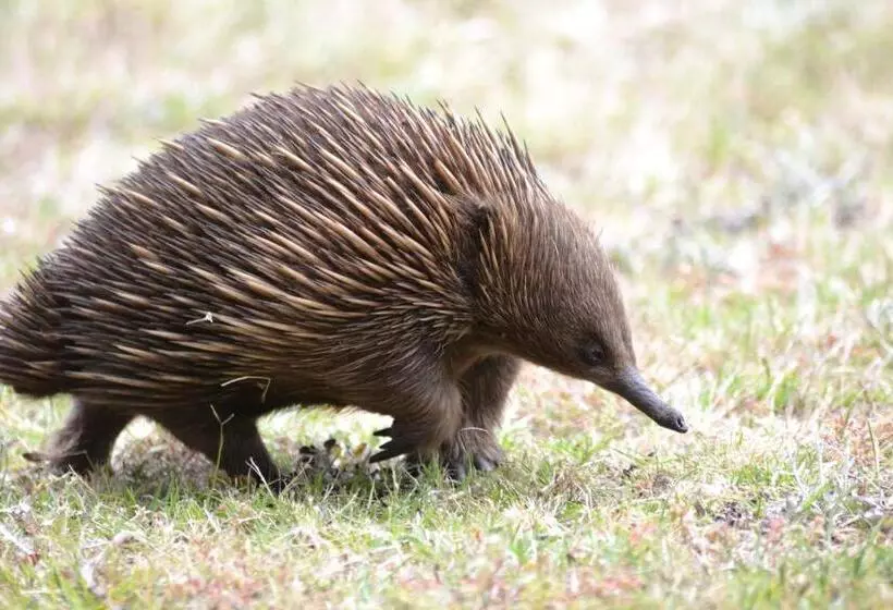 Motelli The Abbey Raymond Island