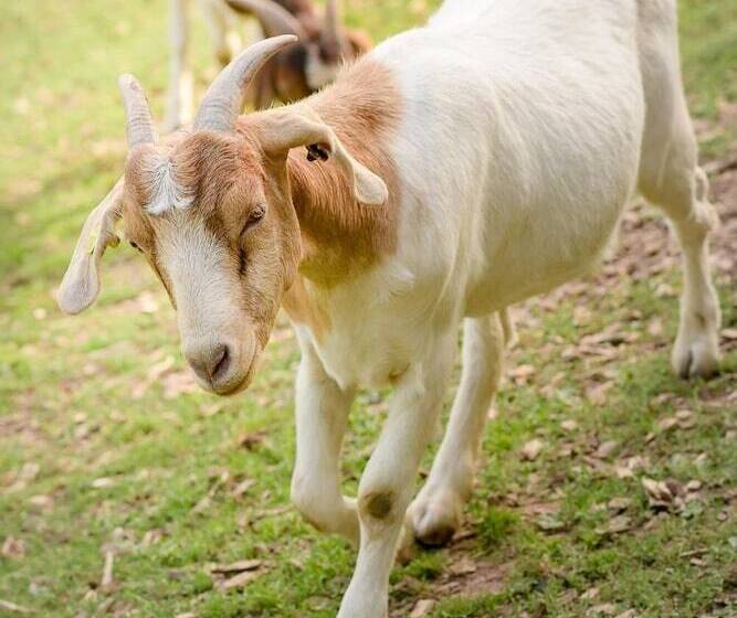 Nengshof   Haus Königskerze