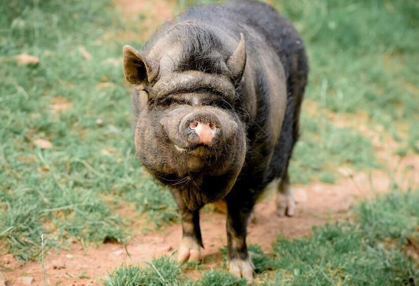 Nengshof   Haus Königskerze