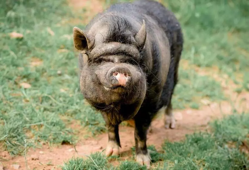 Nengshof   Haus Königskerze