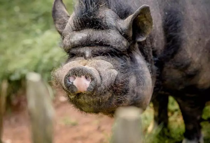 Nengshof   Haus Königskerze
