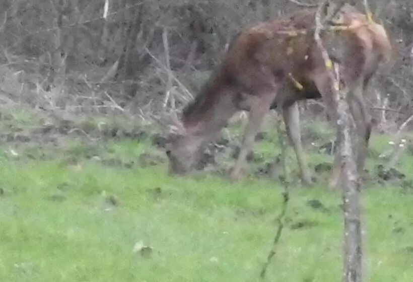 ペンション Le Brame   Chambres D Hôtes