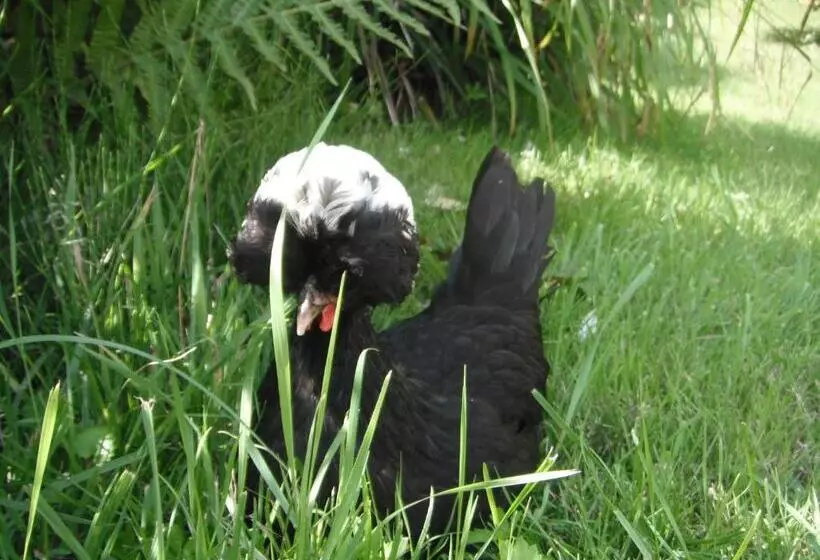 ペンション Le Brame   Chambres D Hôtes