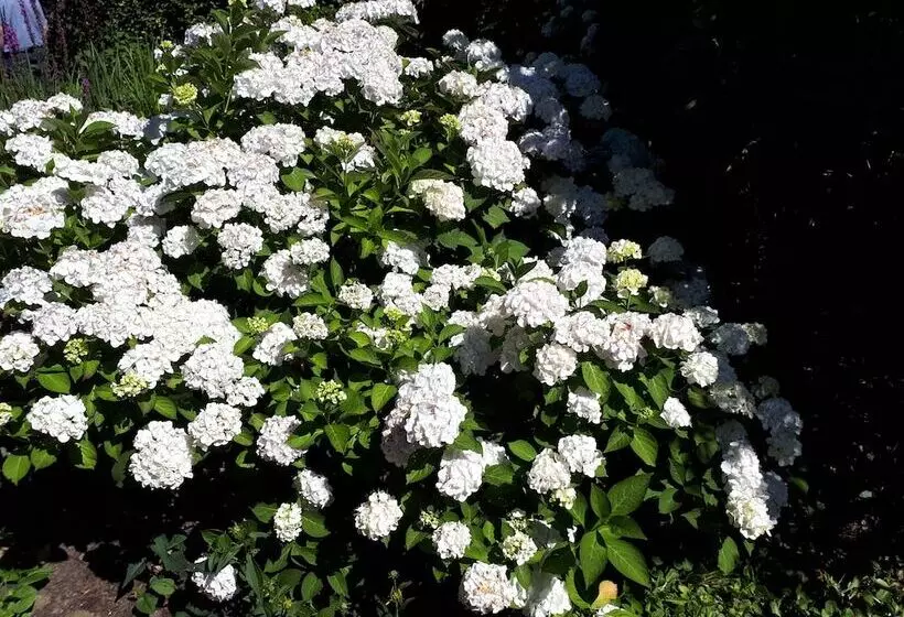 Apartments Fröhling