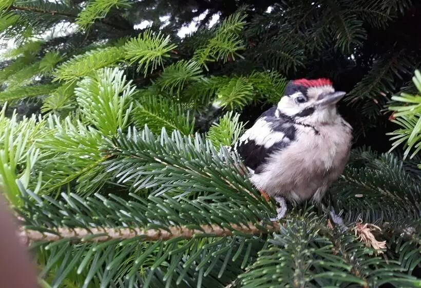 Apartments Fröhling