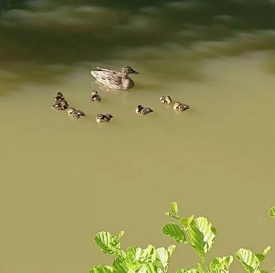 Majatalo Le Moulin De La Follaine