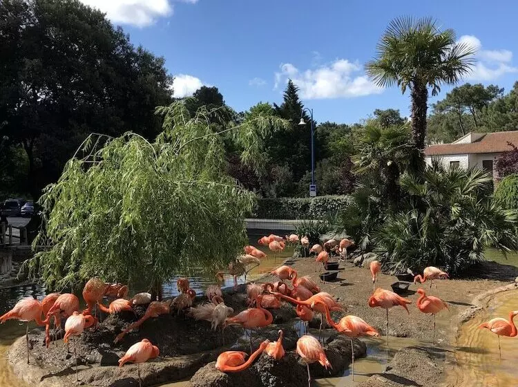 ホテル Team Holiday   Camping Du Petit Pont